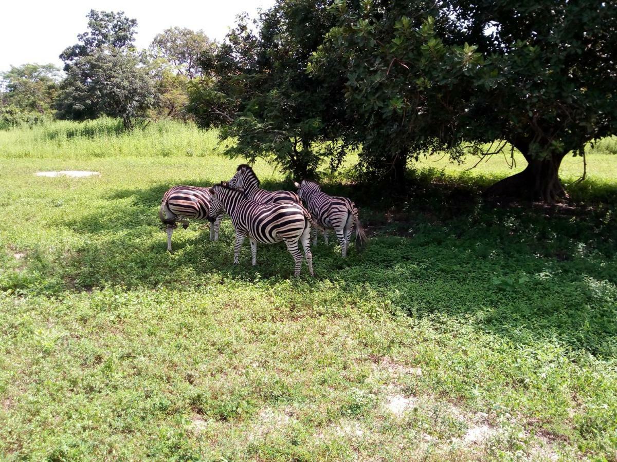 Sukuta Nema Guest House Banjul Eksteriør billede